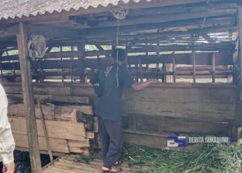 14 Ekor Kambing di Kalapanunggal Dibobol Maling, 6 Ekor Tertinggal dalam Kondisi Mati