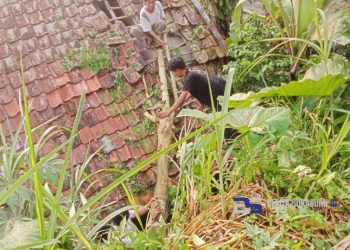 Pohon Tumbang di Caringin Timpa Rumah Warga