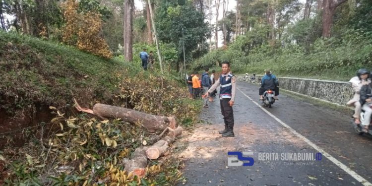 Hujan Deras Disertai Angin Kencang, Sebuah Pohon di Cikidang Tumbang, Begini Kata Polisi 