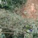 Tebing Setinggi 30 Meter di Desa Purwasari Longsor dan Kembali Menutupi Aliran Sungai Cibeber