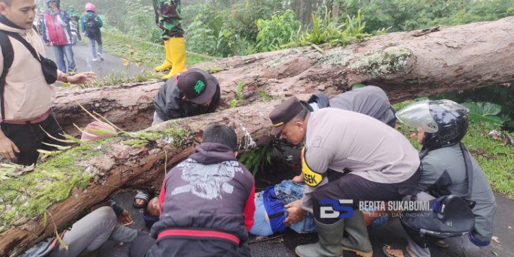 Seorang Pengendara Motor Tewas Akibat Tertimpa Pohon Tumbang di Cikidang