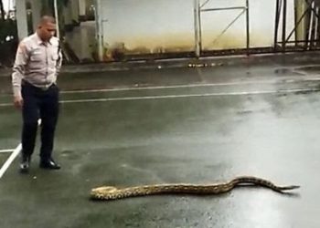 Geger! Pendopo Sukabumi Didatangi Ular Besar