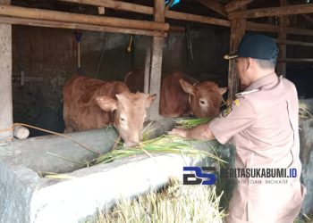 Pemdes Tenjolaya Cicurug Manfaatkan Anggaran Ketahanan Pangan Melalui Penggemukan Hewan Ternak