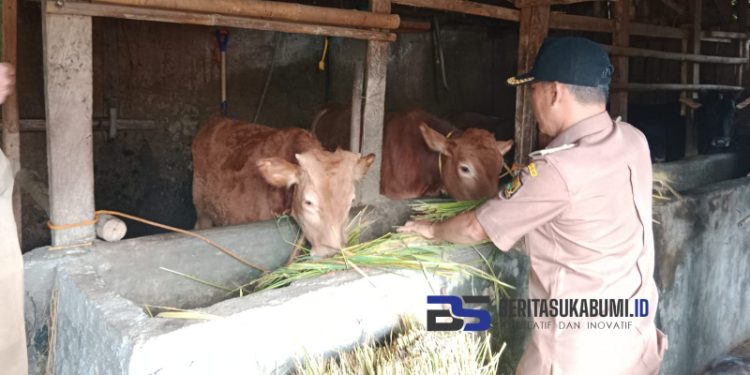 Pemdes Tenjolaya Cicurug Manfaatkan Anggaran Ketahanan Pangan Melalui Penggemukan Hewan Ternak