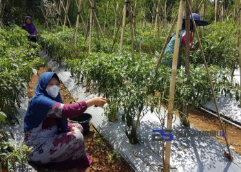 Tanaman Cabai di Sukaraja Diserang Hama, Petani Gagal Panen