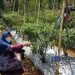 Tanaman Cabai di Sukaraja Diserang Hama, Petani Gagal Panen