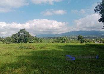Banyak Lahan Sawah Dijadikan Bangunan, Ketua Gapoktan Sebut Lahan Sawah di Cicurug Sudah Mulai Terkikis