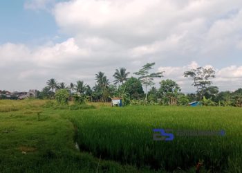 Rencana Pembangunan Gudang Wings Food di Cicurug Menggunakan Lahan Basah atau Kering? Begini Penjelasannya!!