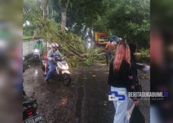 Dua Pohon Tumbang di Cicurug Tutup Akses Jalan Cimalati dan Menimpa Rumah Warga Bangbayang