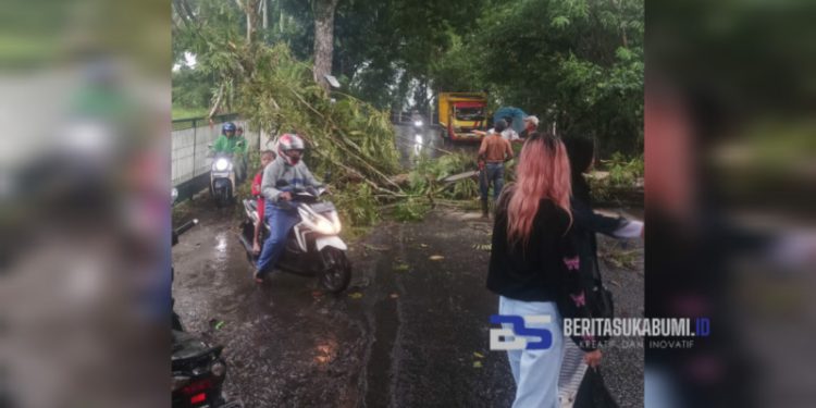 Dua Pohon Tumbang di Cicurug Tutup Akses Jalan Cimalati dan Menimpa Rumah Warga Bangbayang
