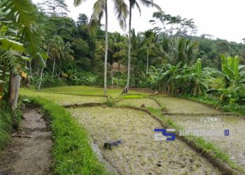 Irigasi di Jampangtengah Jebol, 100 Hektar Sawah Terancam Kekeringan