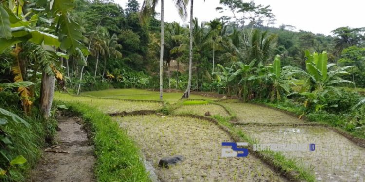 Irigasi di Jampangtengah Jebol, 100 Hektar Sawah Terancam Kekeringan