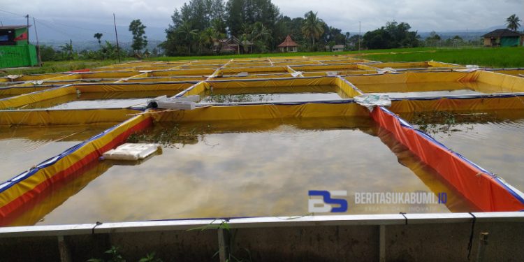 Wow!! Budidaya Sidat Stadia Fingerling di Cicurug Telan Anggaran Hampir Mencapai Setengah Milyar