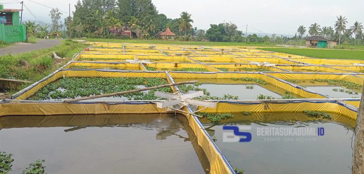 Target 400 Kg, Kelompok Tani Berkah Ikan Sejuk di Cicurug Hanya Menerima 270 Kg Bibit Sidat dari Dinas Perikanan