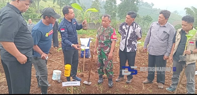 Ingin Memajukan Kelompok Tani, Kades Nanggerang Gandeng PT MBI untuk Menanam Pisang Barangan Jumbo Merah