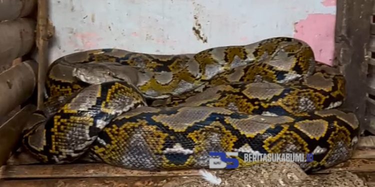 Gegerkan Warga, Ular Sanca Sepanjang 5 Meter Berhasil Dievakuasi