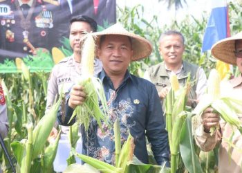 Panen Raya Jagung Serentak Kuartal II 2025 Perkuat Ketahanan Pangan Nasional