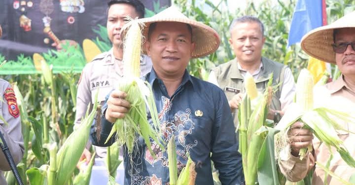 Panen Raya Jagung Serentak Kuartal II 2025 Perkuat Ketahanan Pangan Nasional