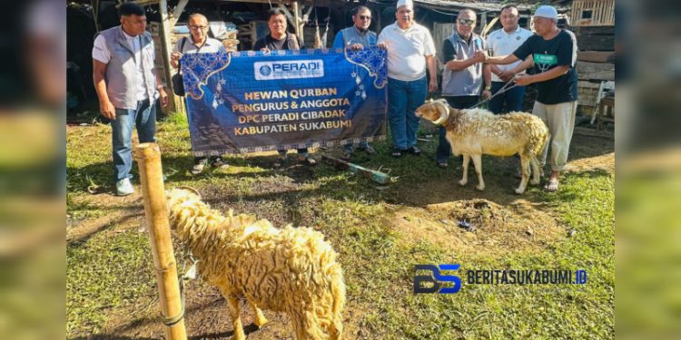 Idul Adha 1447 H: DPC PERADI Cibadak Kabupaten Sukabumi Wujudkan Nilai Pengorbanan dan Kepedulian Lewat Penyaluran Hewan Kurban