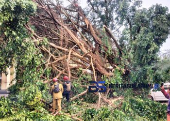 Angin Puting Beliung Hantam Dua Sekolah di Cicurug, Pohon Tumbang Timpa Laboratorium