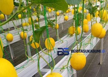 BUMDes Tenjoayu Sukses Kembangkan Budidaya Melon, Perkuat Ketahanan Pangan Desa