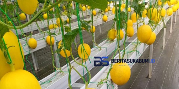 BUMDes Tenjoayu Sukses Kembangkan Budidaya Melon, Perkuat Ketahanan Pangan Desa